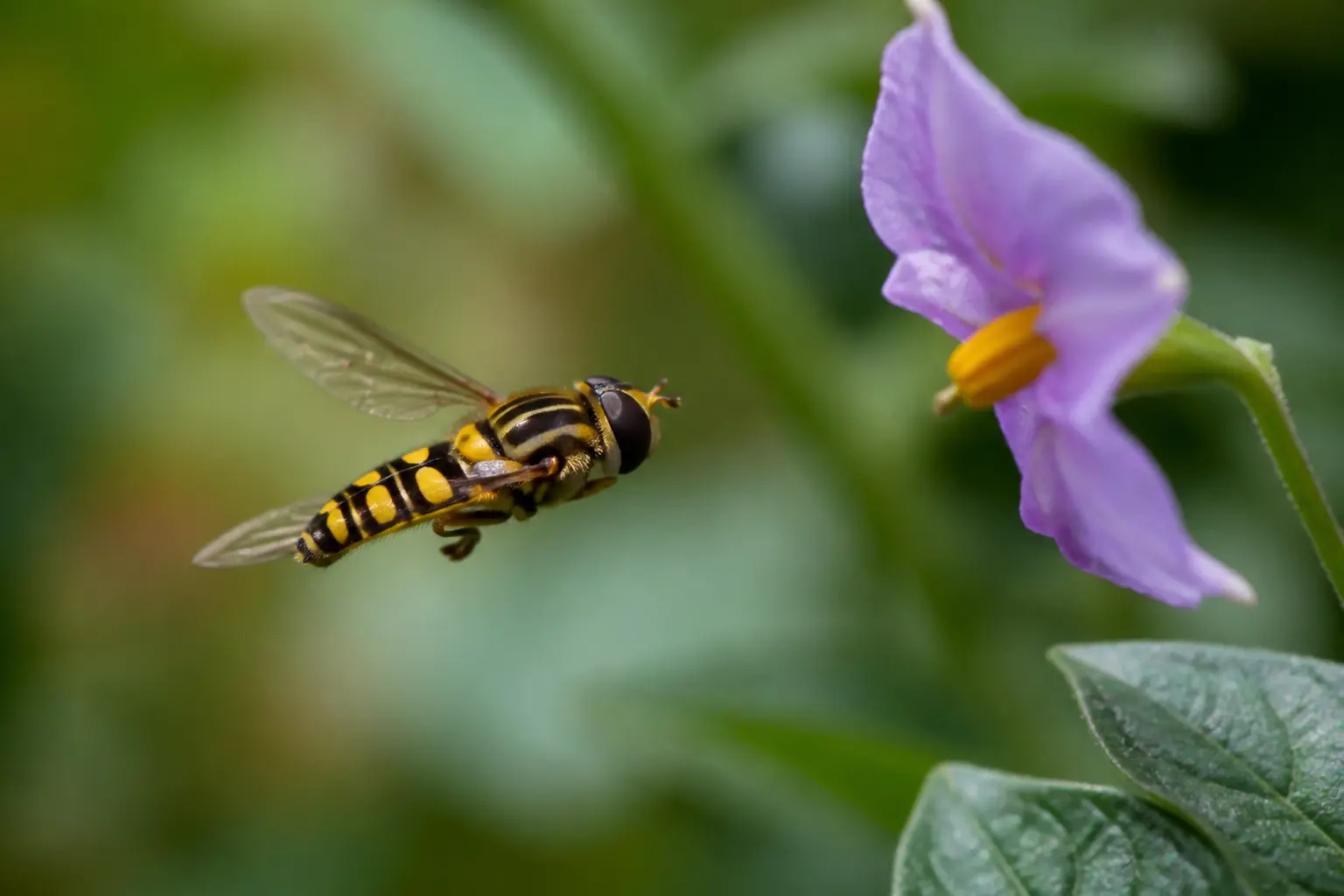 Mouche jaune et noire : est-ce un syrphe ?