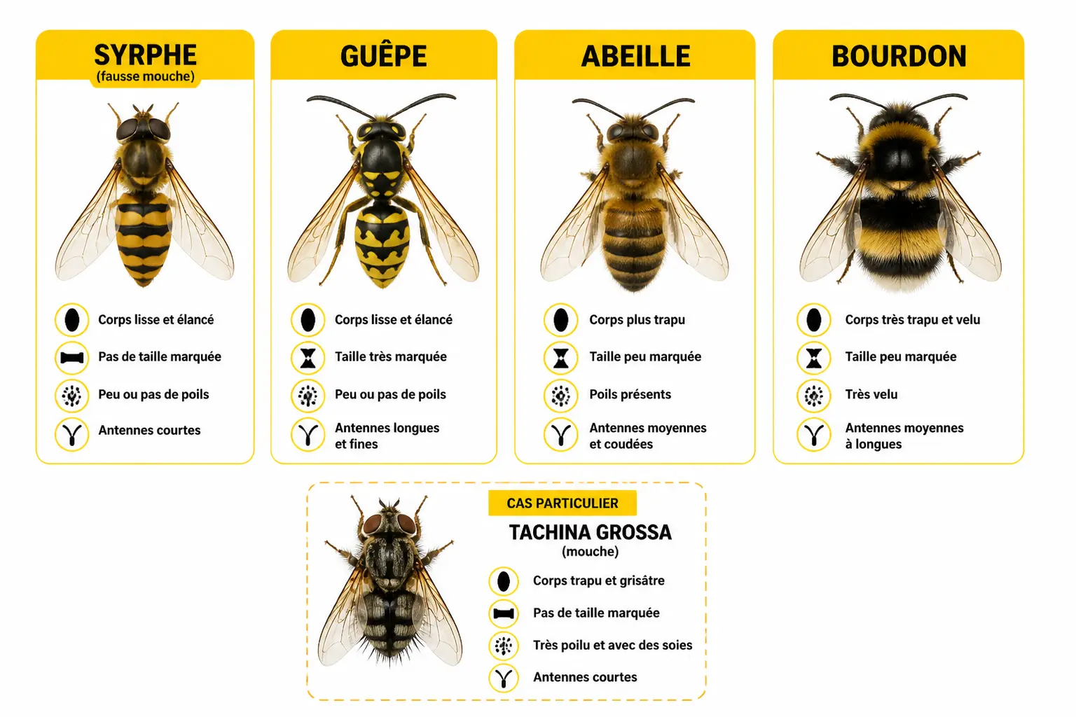 Syrphe, guêpe, abeille, bourdon : les différences qui comptent