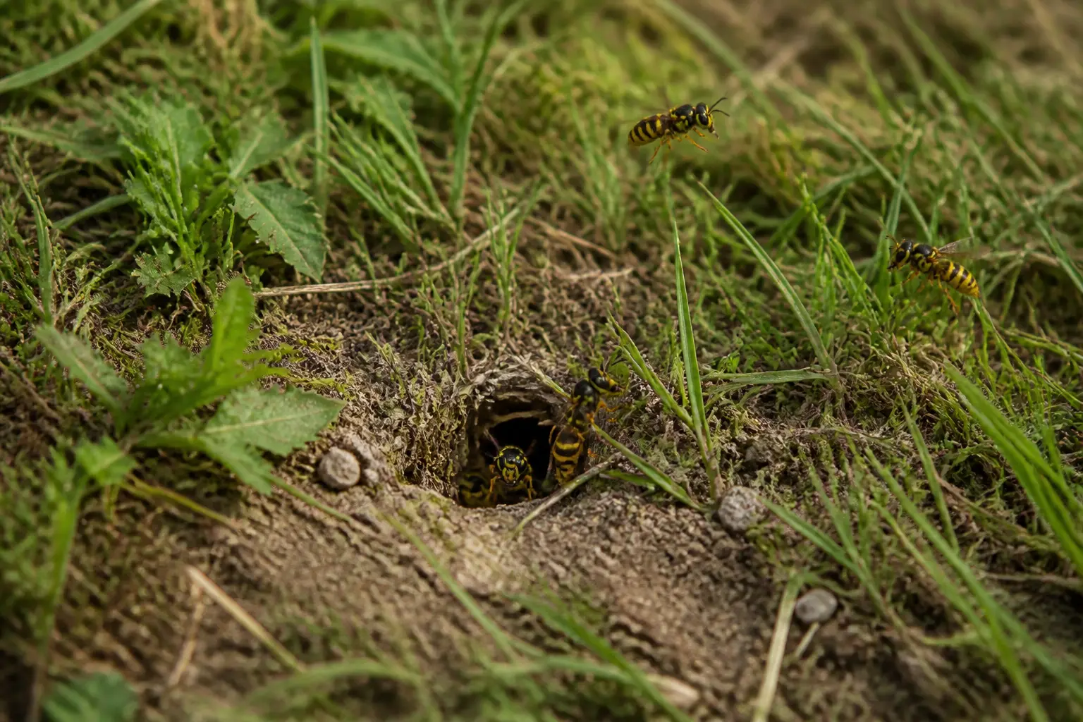 Guepe de terre près d’un trou discret dans une pelouse, avec quelques guêpes entrant et sortant du nid.