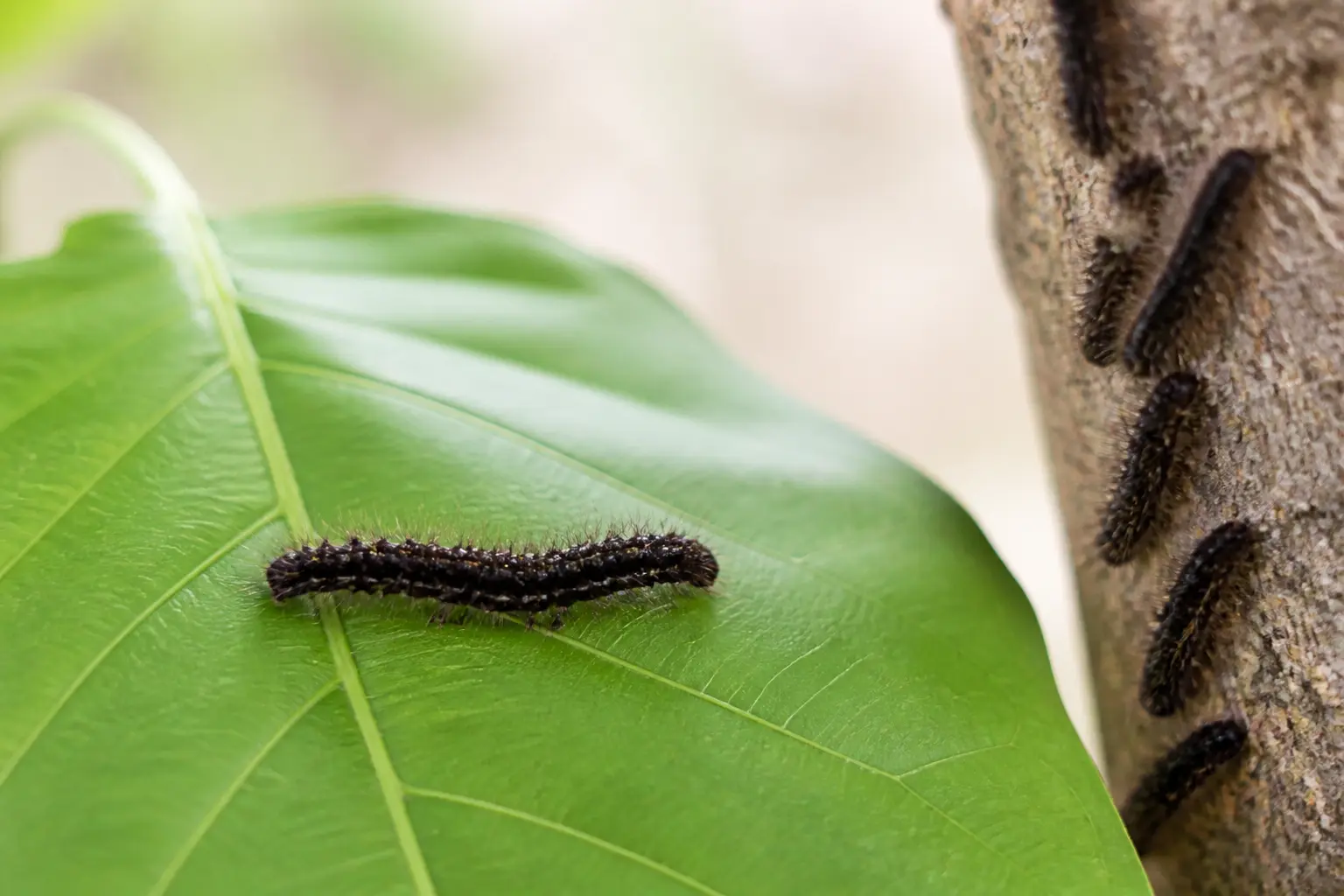 Chenille noire : de quoi parle-t-on vraiment ?