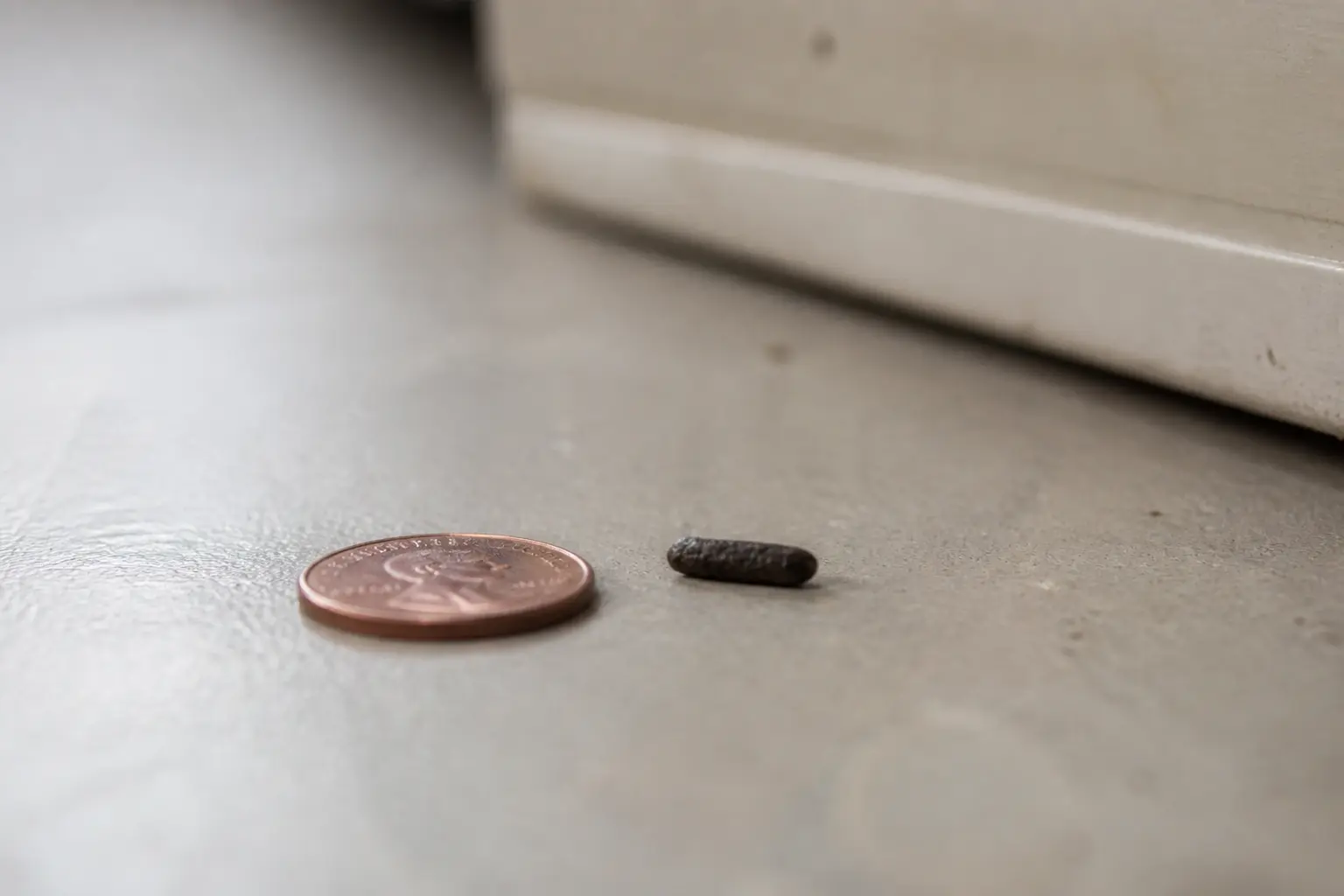Comment reconnaître une crotte de rat au premier coup d’œil ?